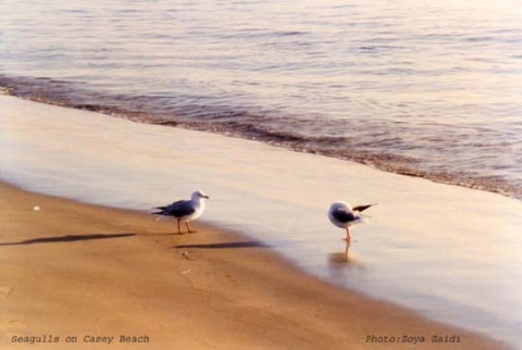 Seagulls at dawn on Casey Beach- Australia