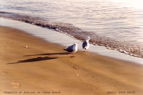 Seagulls on Casey Beach- 2 