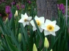 Dee Daffodil