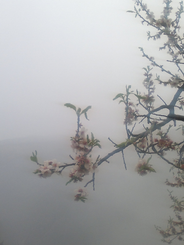 ALMOND TREE BRANCH IN MIST